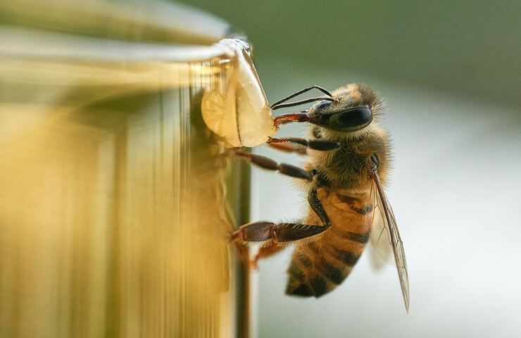 miele e ape appoggiata su goccia di miele che cola dal vasetto