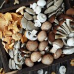 Scopri le deliziose varietà di funghi autunnali e le ricette per cucinarli